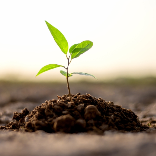 VR tree planting RTM.jpg