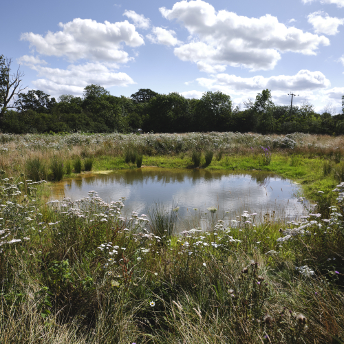 A pond