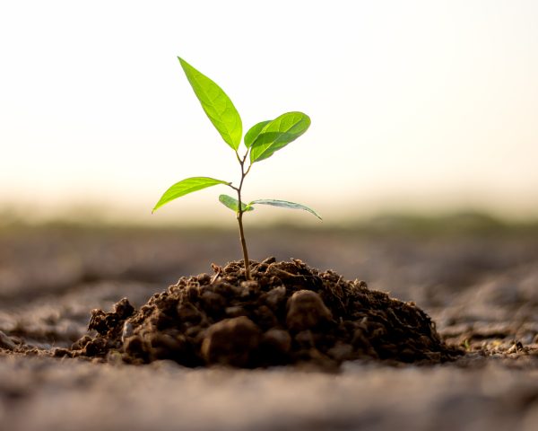 VR tree planting RTM.jpg